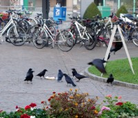 Birsfelder Sonntagmorgen <br>Beim Frühstück nach der Chilbi