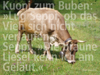 “Sennele hoa hoa hee”