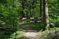 Hardwald: Kahlschlag? (2)